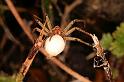 Pisaura_mirabilis_D5030_Z_95_Les Gris_Frankrijk